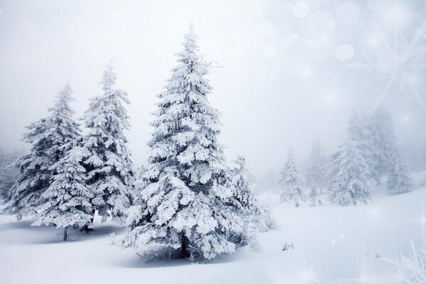 White Christmas trees on a snow-covered field in a blizzard