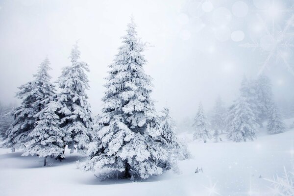 Árboles de Navidad blancos en un campo cubierto de nieve en una tormenta de nieve