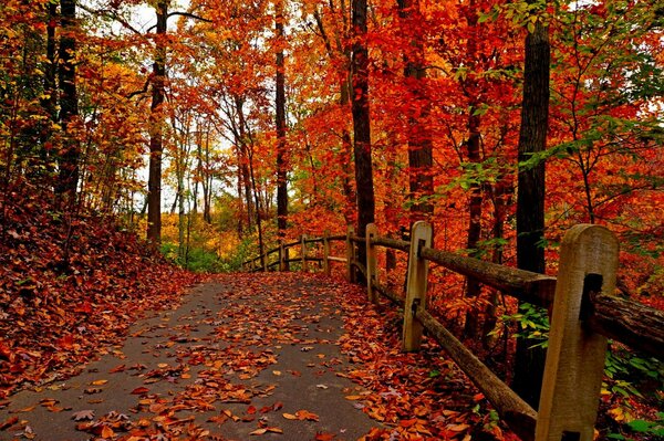 Jesienny park z czerwonymi drzewami