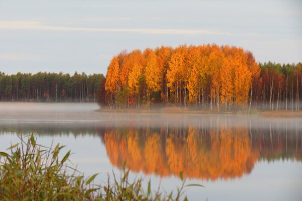 Arbres d automne près de l eau