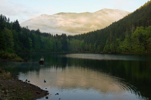 Lac avec des canards sur fond de montagnes et d arbres