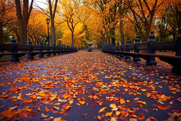 Vicolo d autunno. Parco cosparso di foglie