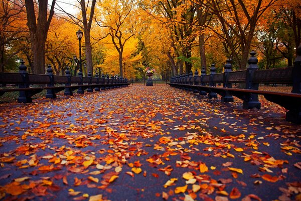 Jesienna Aleja. Park usiany liśćmi