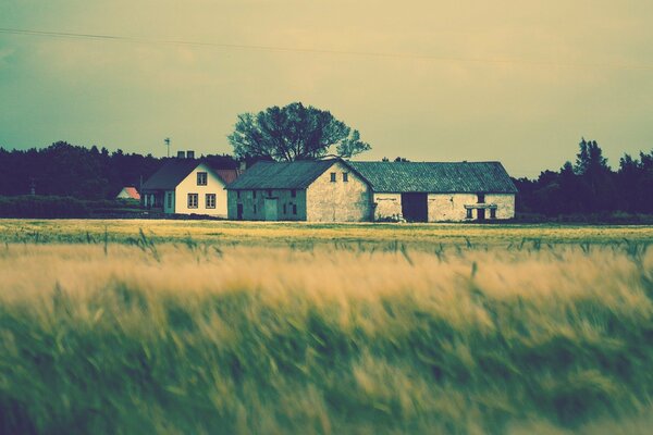 Houses on the background of a large field