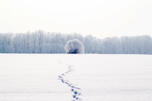 Arbre d hiver à côté de la forêt sur fond de traces sur la neige