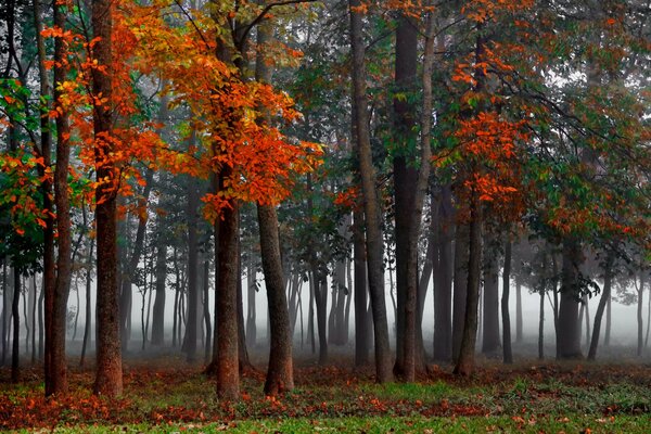 Bäume im Nebel im Wald