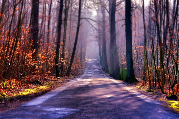 Route dans la forêt d automne