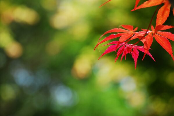 Feuilles rouges d automne sur les branches