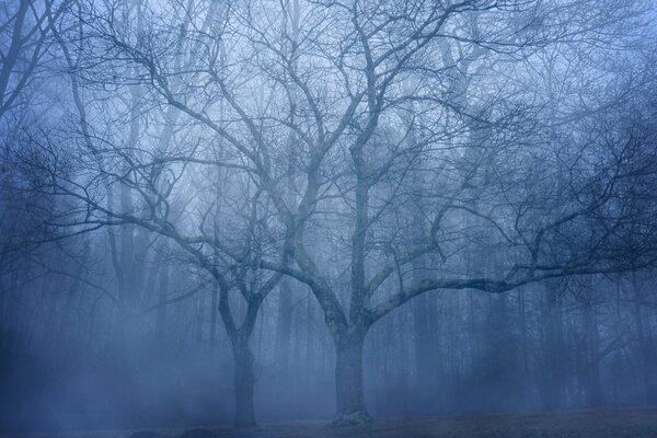 Nagie, rozgałęzione drzewo we mgle bez liści