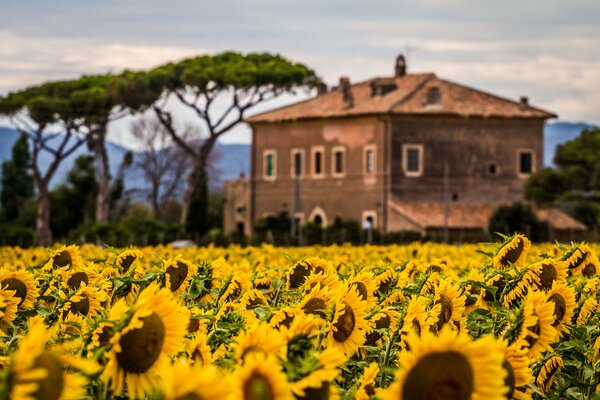 Schönes Haus auf dem Hintergrund von Sonnenblumen