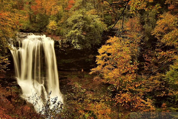 Photo of forest and waterfall in autumn