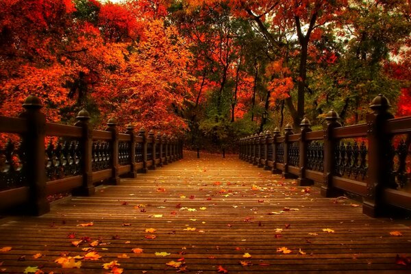 Parc d automne très atmosphérique