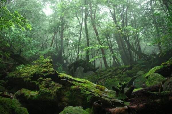 Árboles del bosque y sus raíces cubiertas de musgo