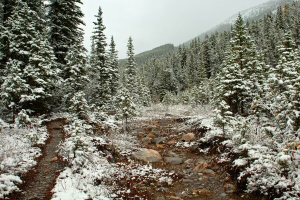 Forest thawing in late autumn