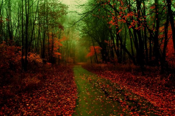 A road strewn with red leaves