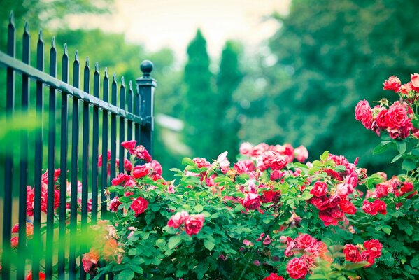 Cespugli di rose dietro la recinzione