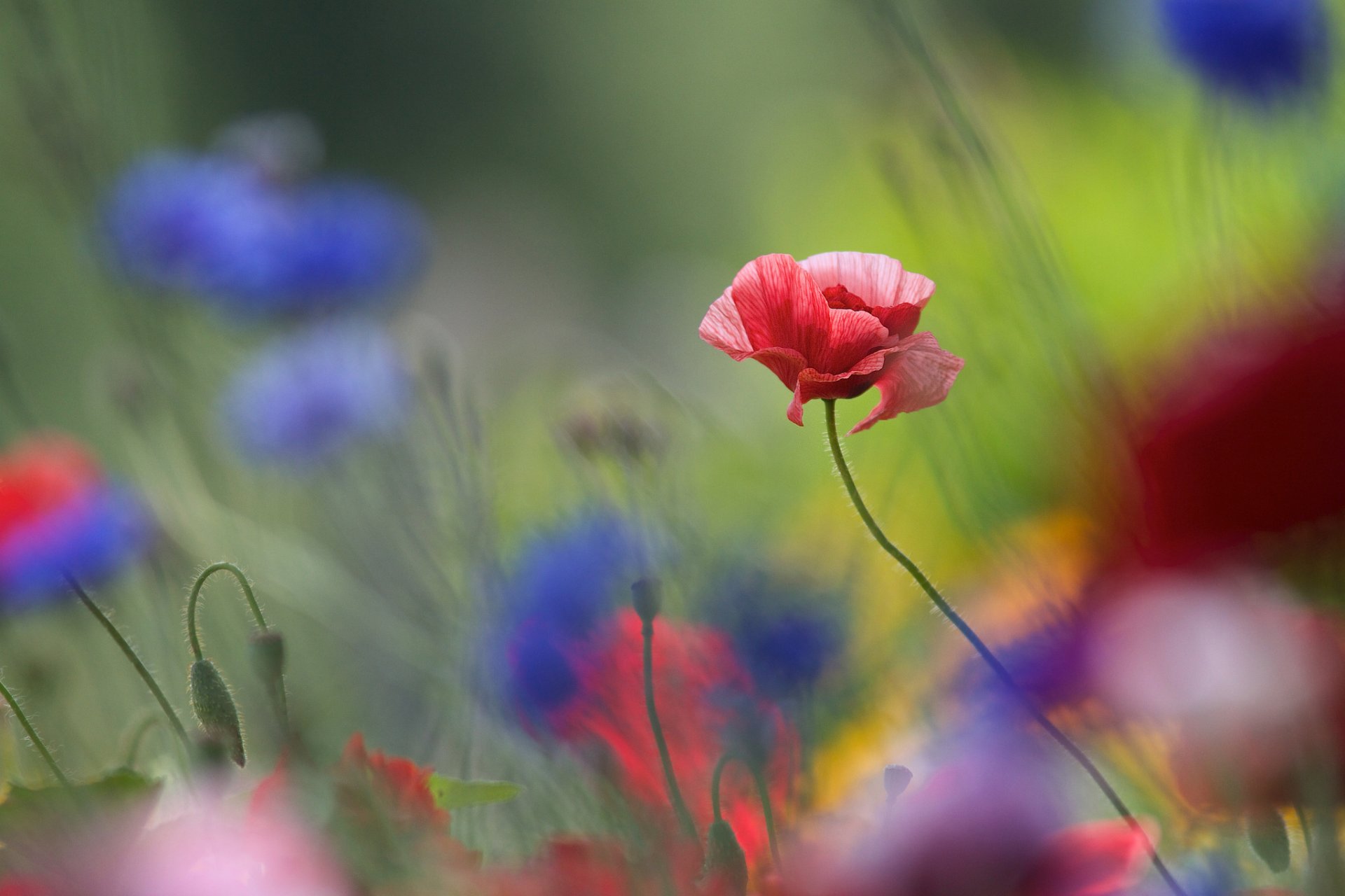 pavot fond fleurs