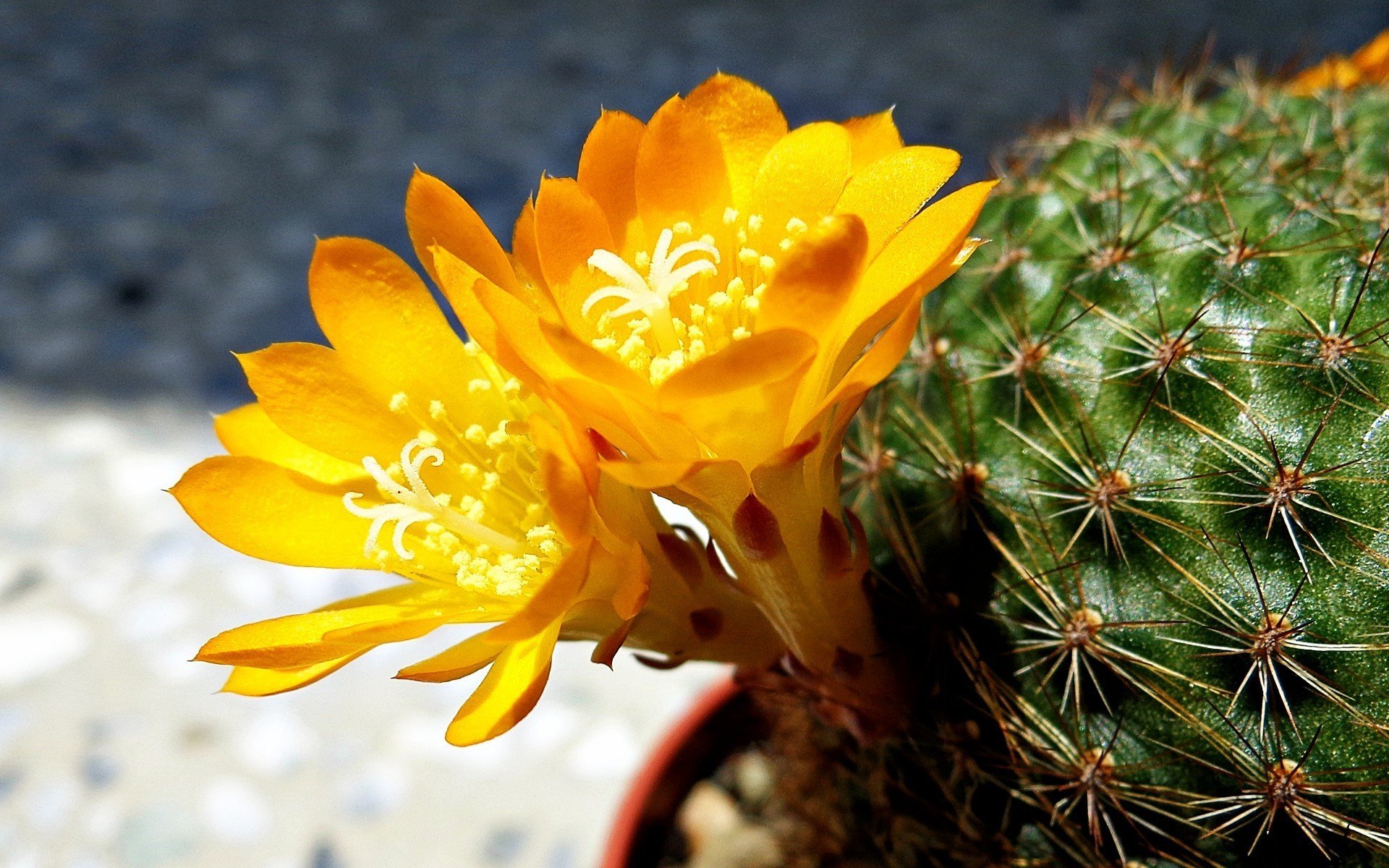 flores amarillo cactus macro foto