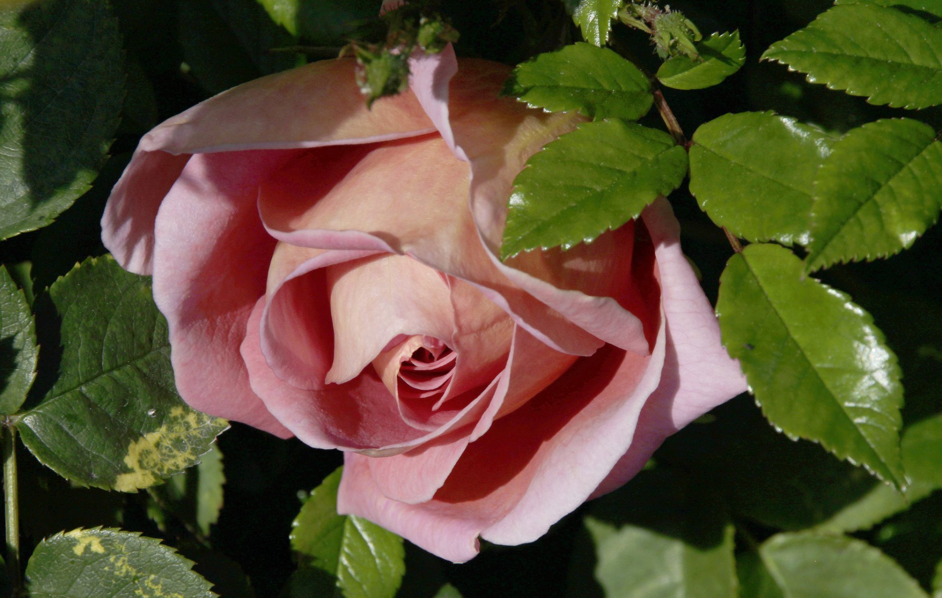 rosa brote macro hojas