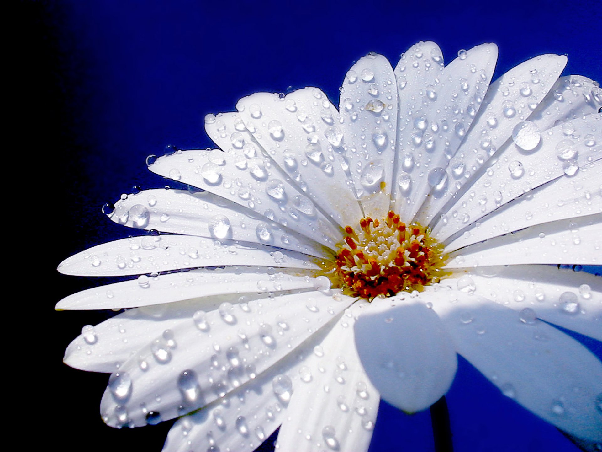 fleur camomille gros plan goutte d eau