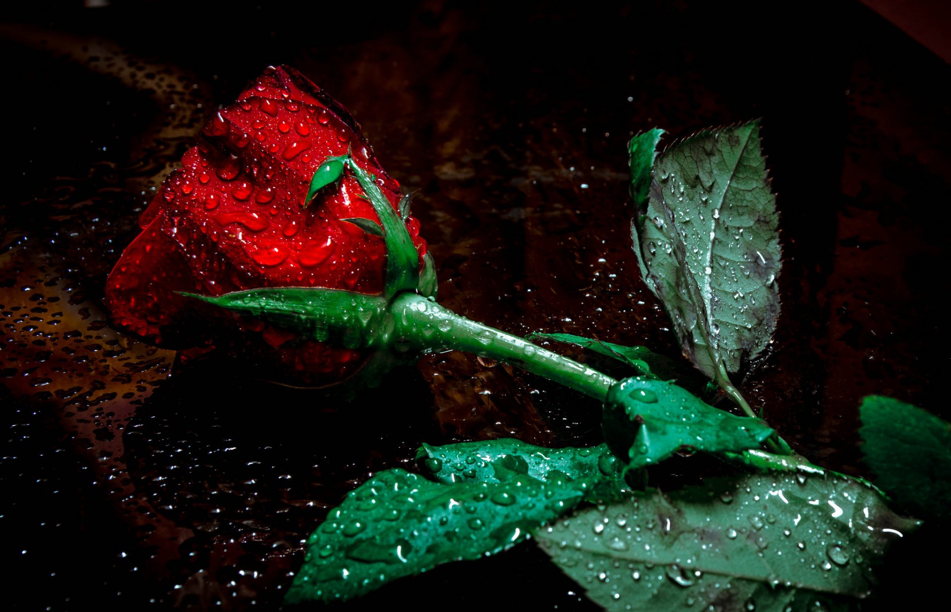 flower rose bud droplet