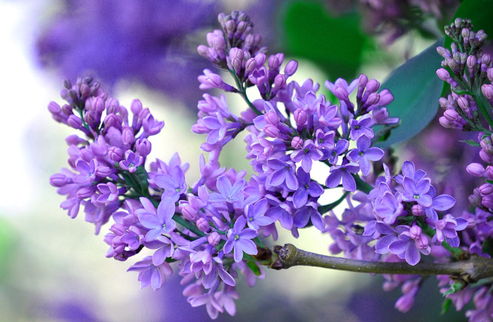 lilla infiorescenza petali primavera