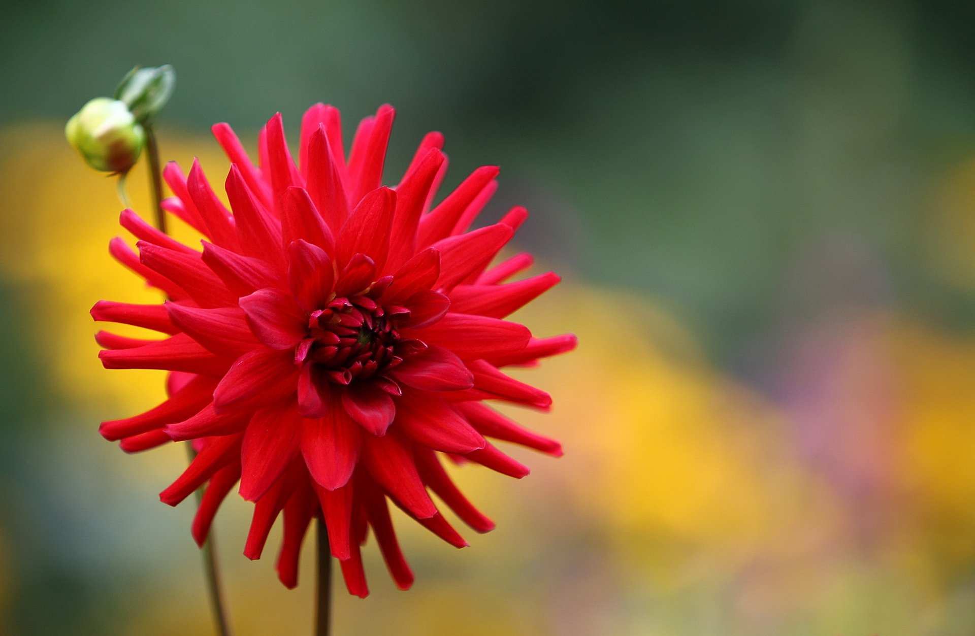 bud flower red dahlia background