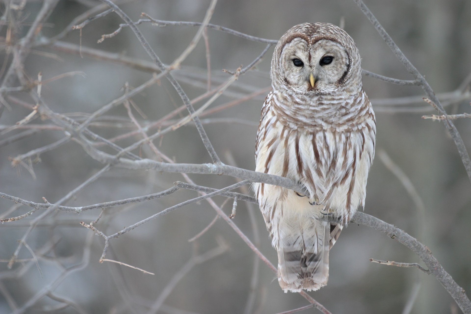 hibou hiver automne branches arbre gris