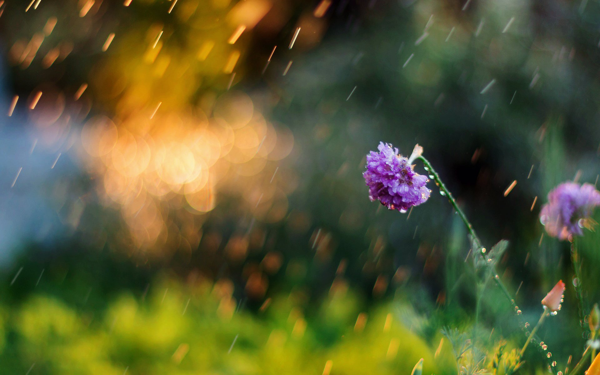 kwiaty kwiat kwiat łąka zieleń rozmycie bokeh lato poranek popołudnie natura tło tapeta panoramiczny pełny ekran panoramiczny