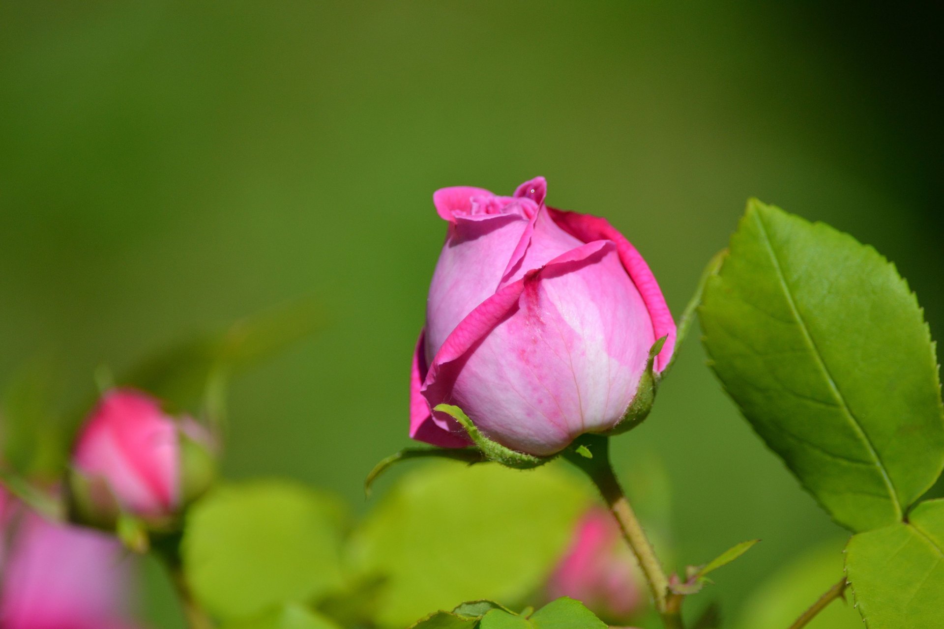 rosa bocciolo petali foglie macro