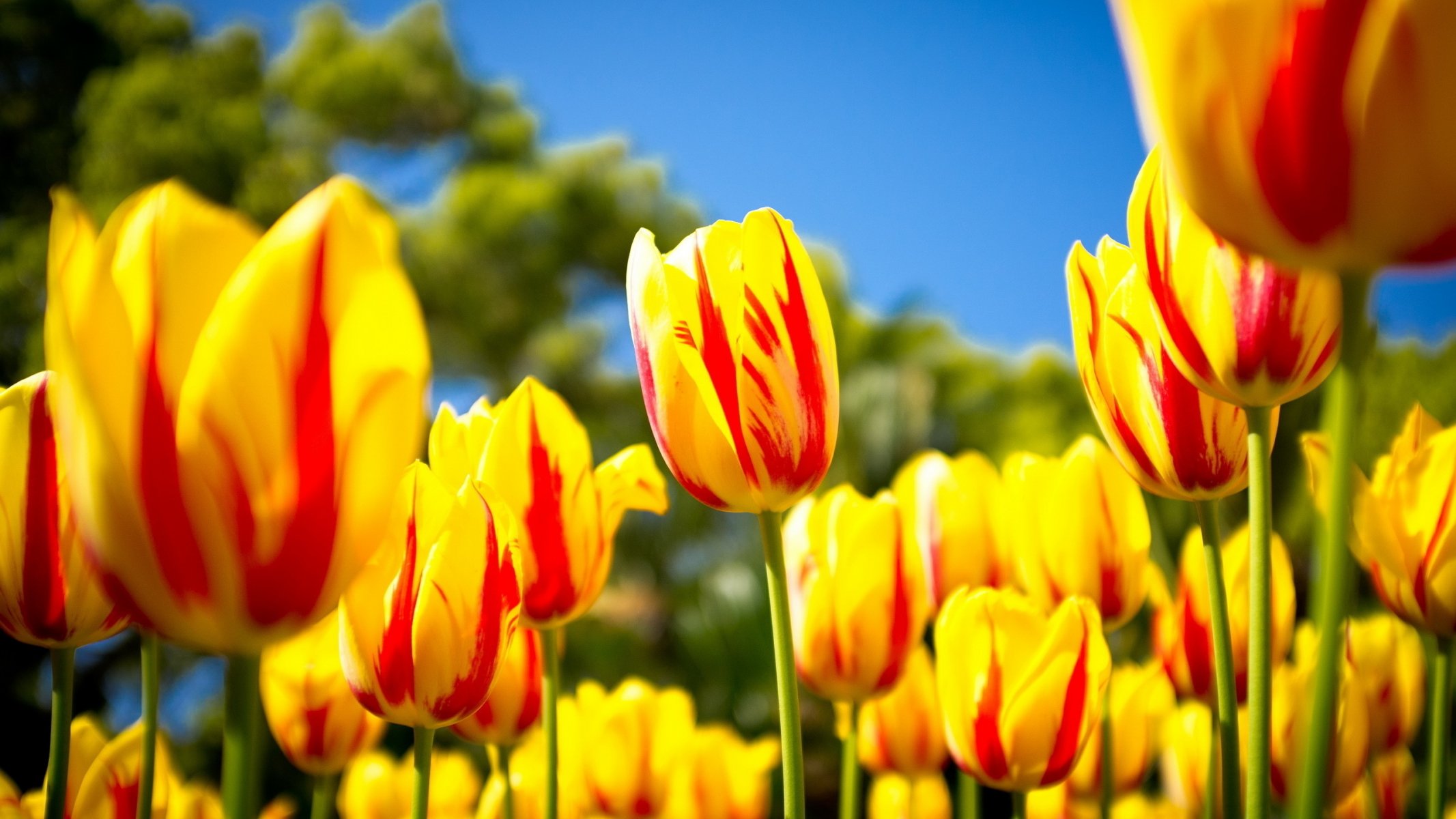 the field tulip yellow-red