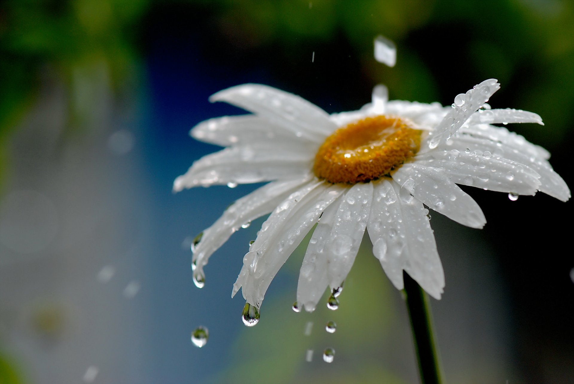 nature daisy flower drops rain water