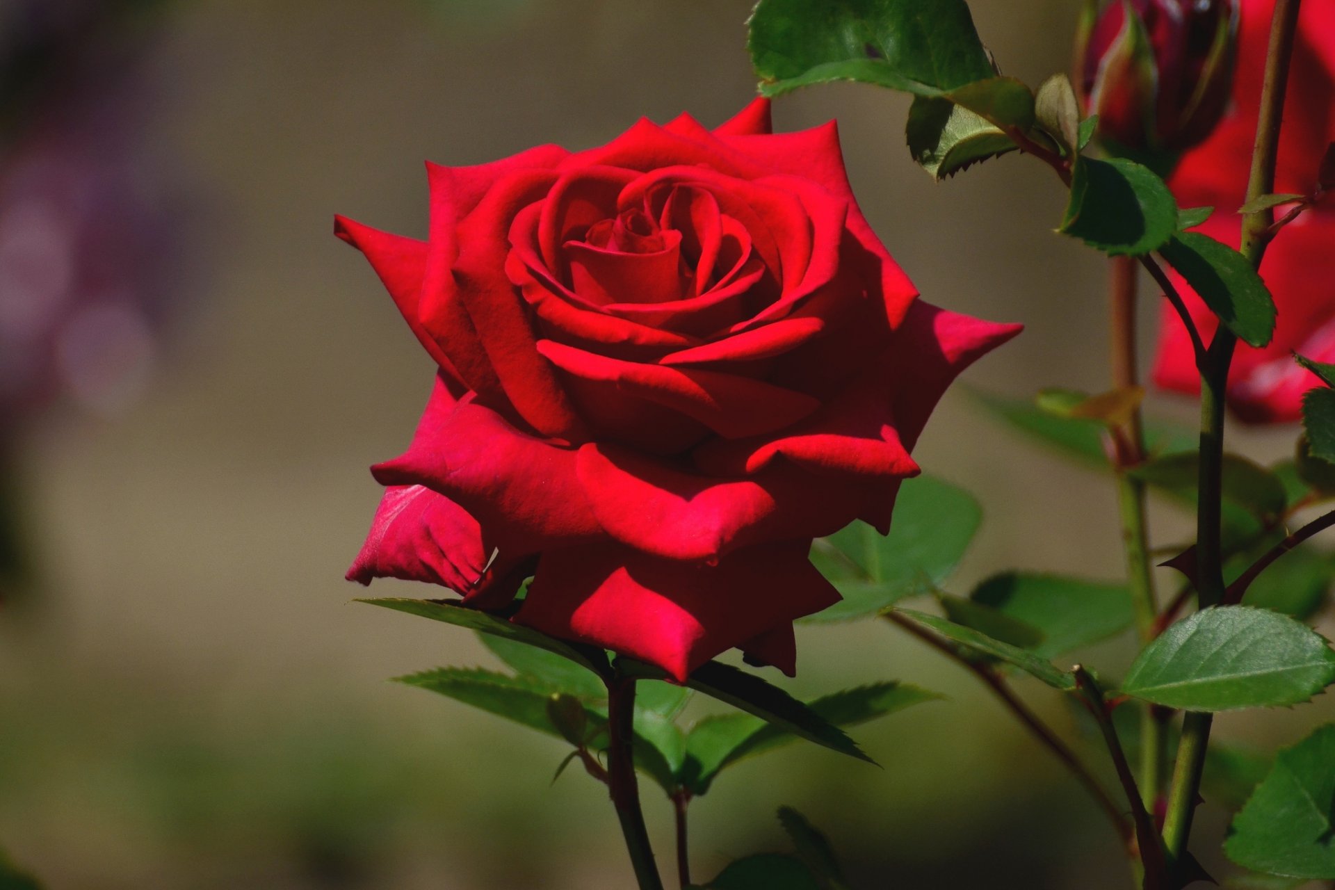 rose bud close up