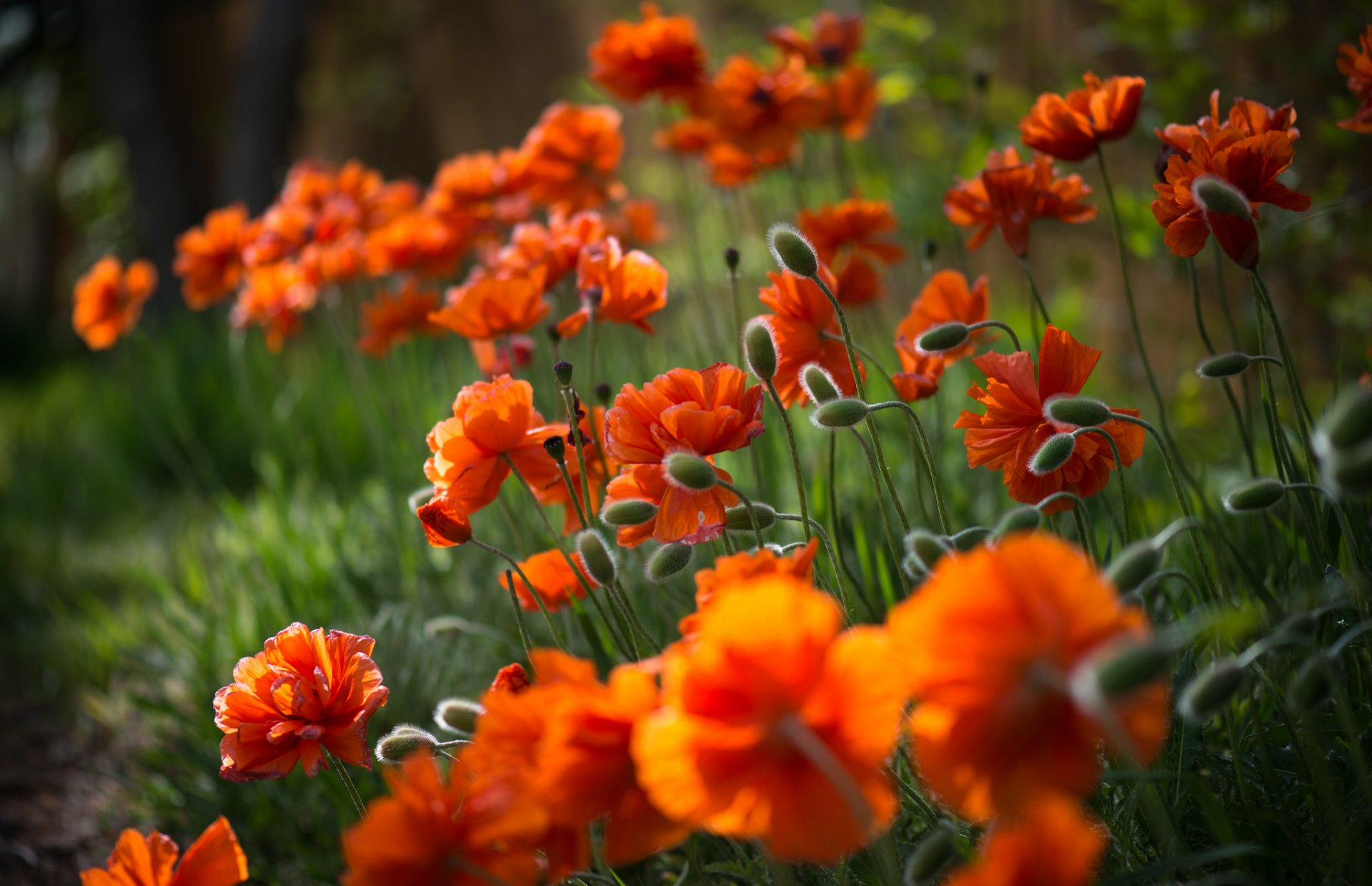 fiori papaveri petali boccioli steli erba