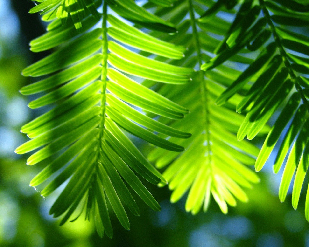 hojas basura verde palma