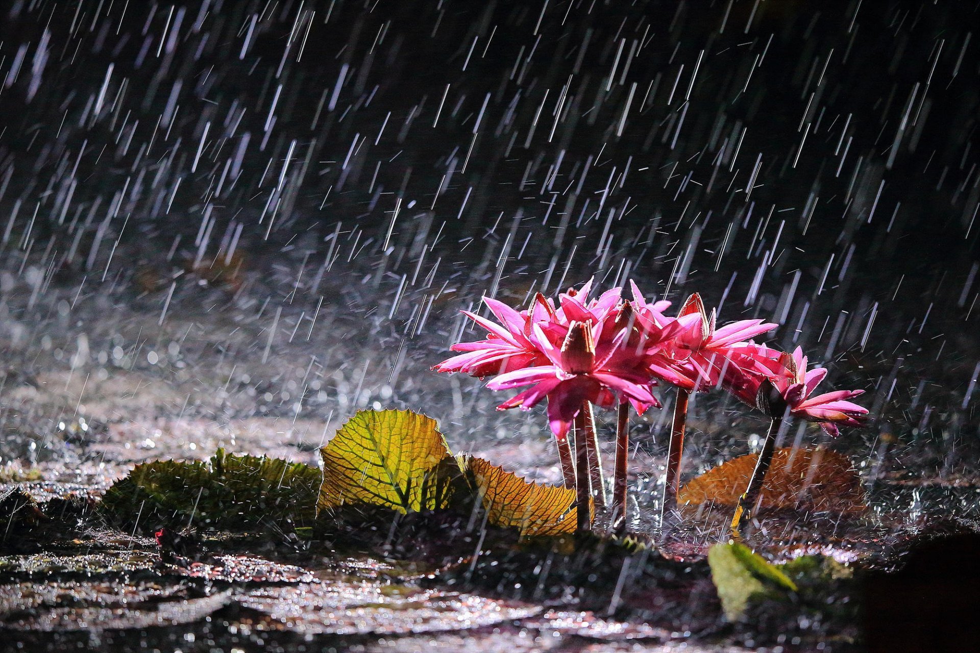 lac fleurs nénuphars pluie