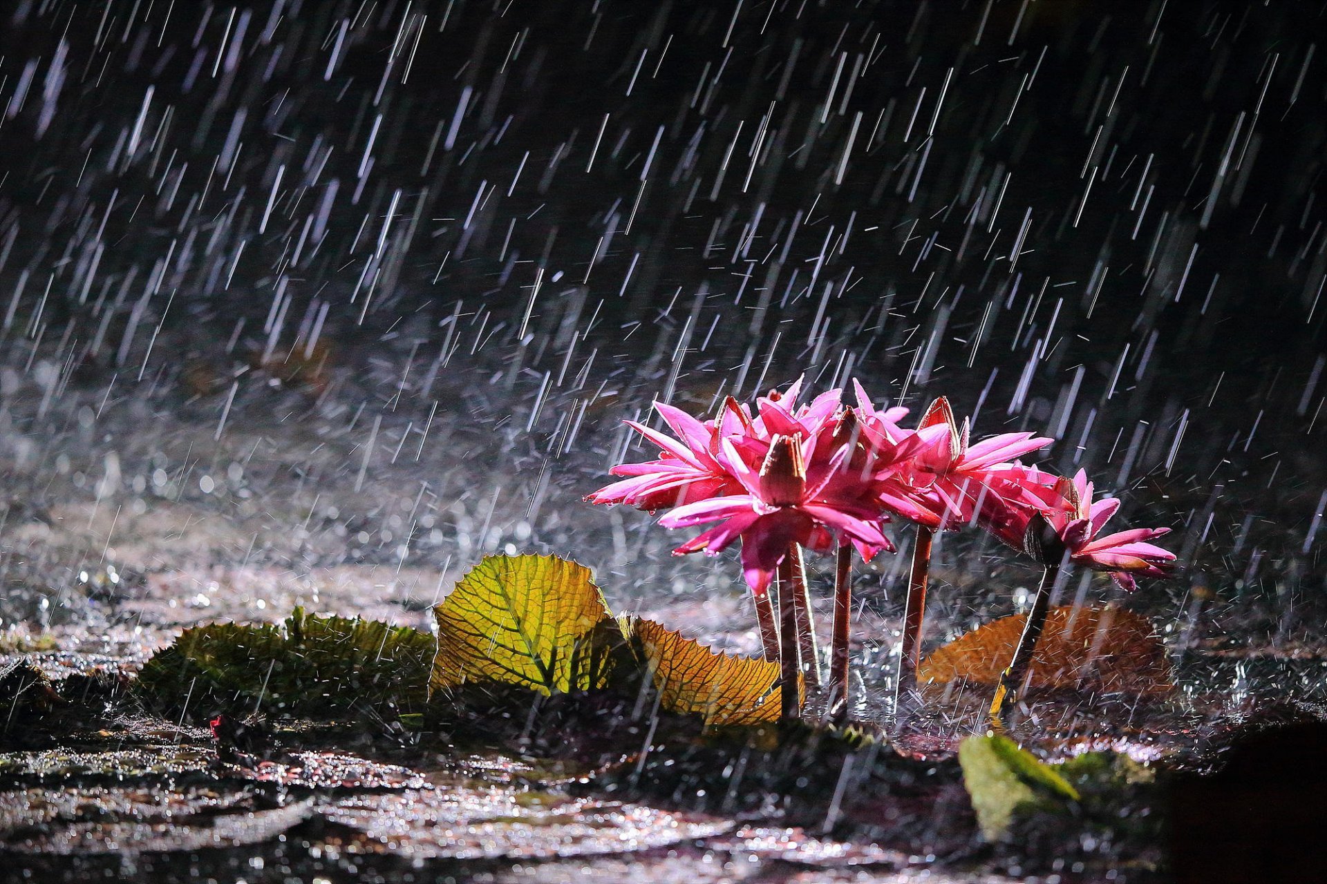 Летний дождь фото красивые