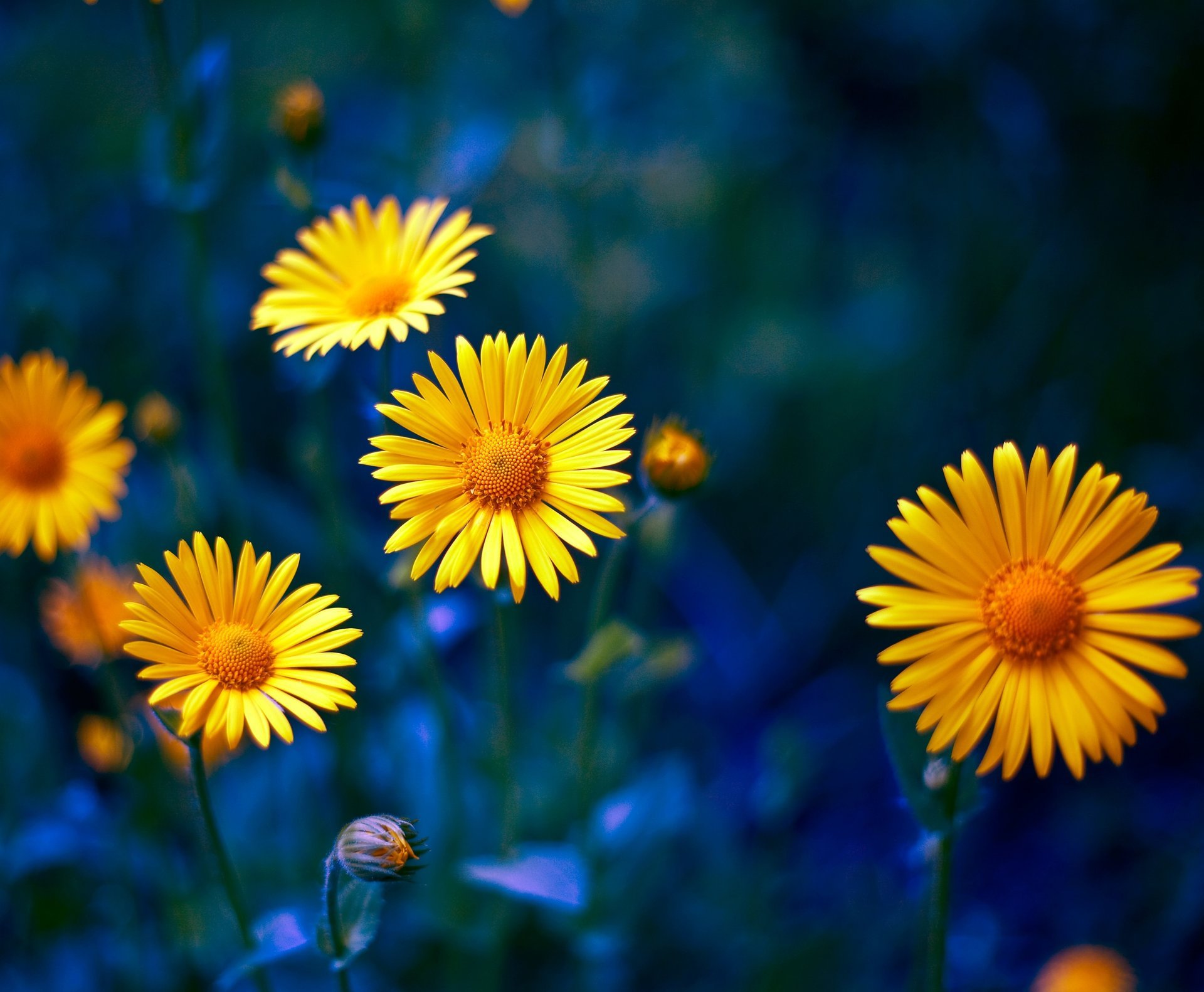 fiori gialli petali natura macro