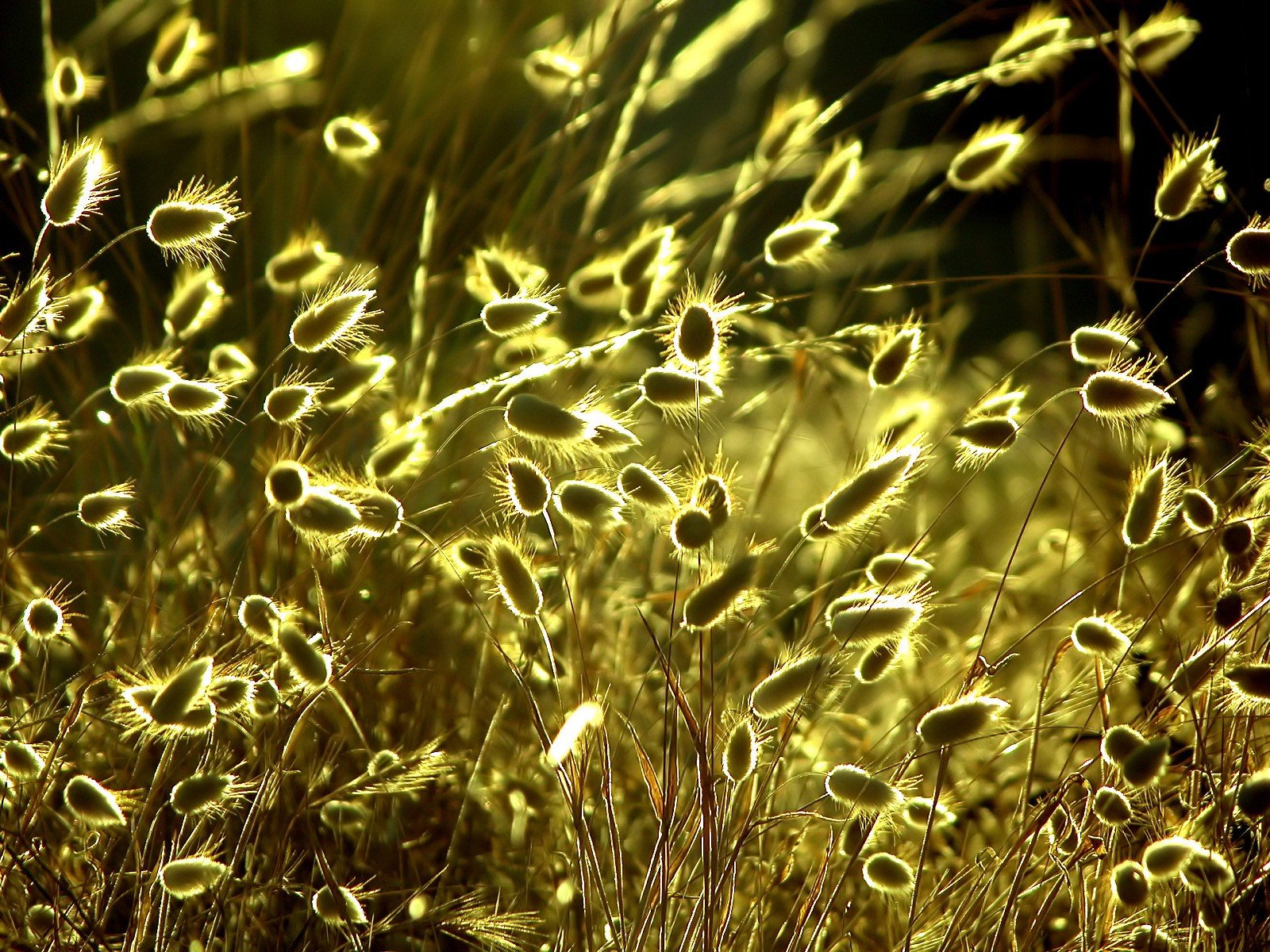 erba sole giallo