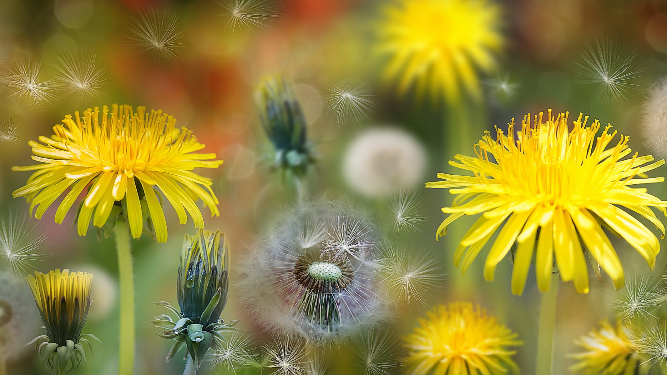 blumen löwenzahn natur