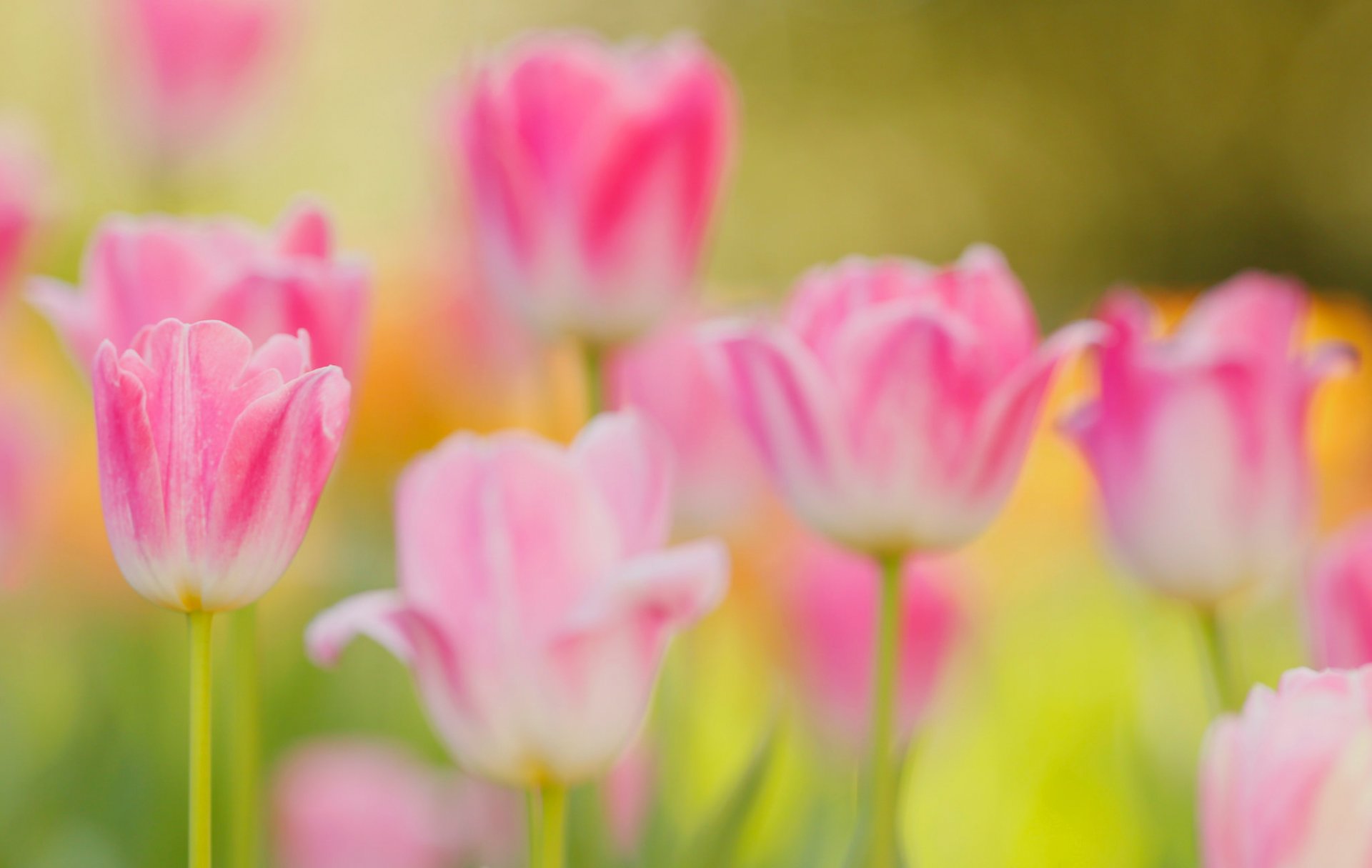 tulpen blütenblätter stiel garten wiese frühling