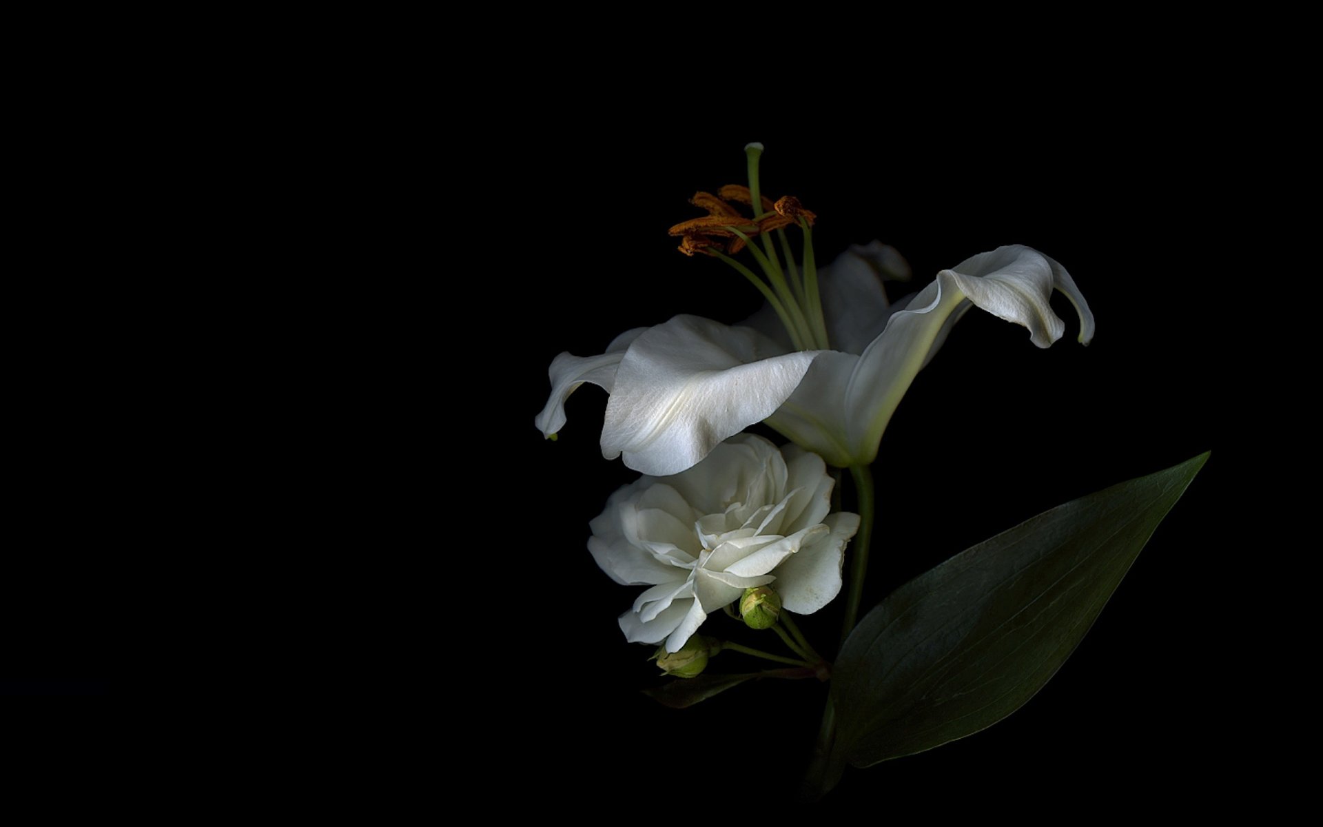 petals lily stamens light shadow background