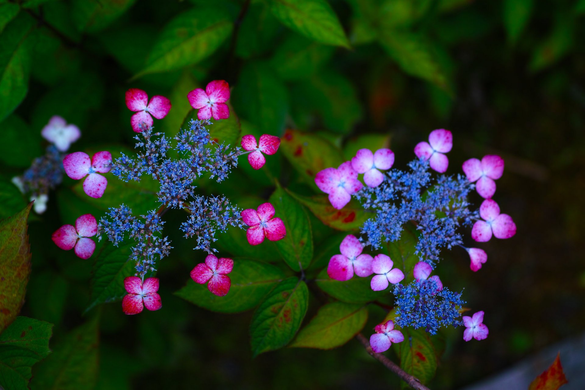 hortensie blumen blütenstände makro