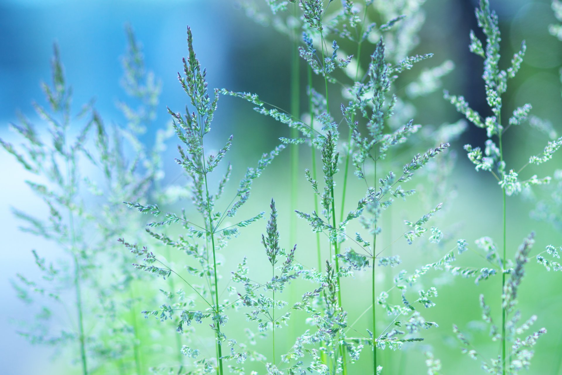 herbe verdure gros plan humeur