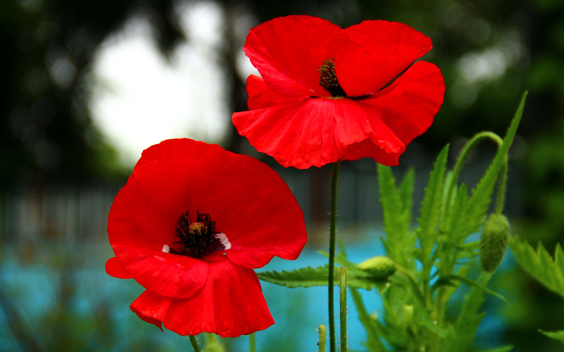 coquelicot pétales tige champ nature