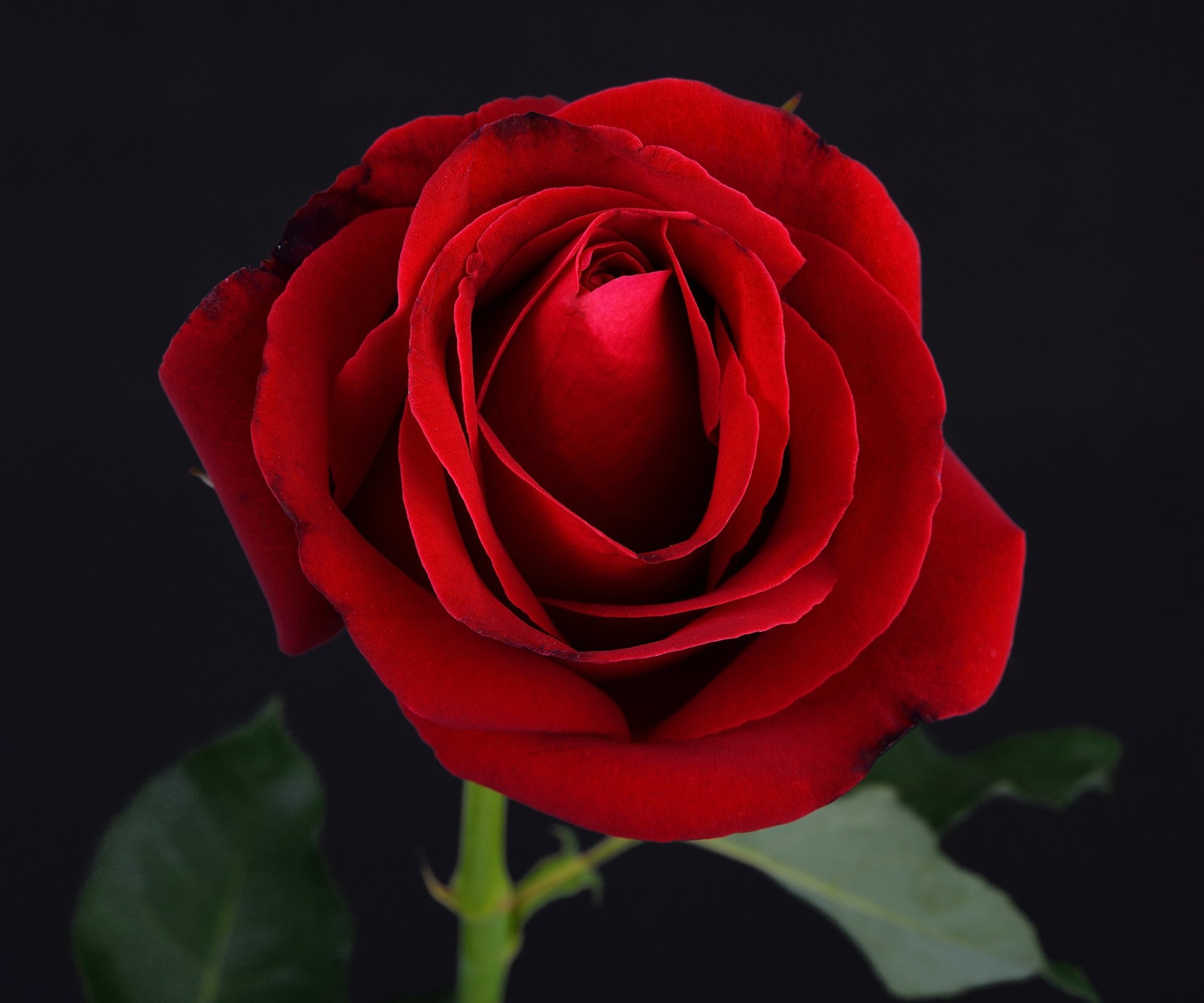 schwarz rot rose blume rose