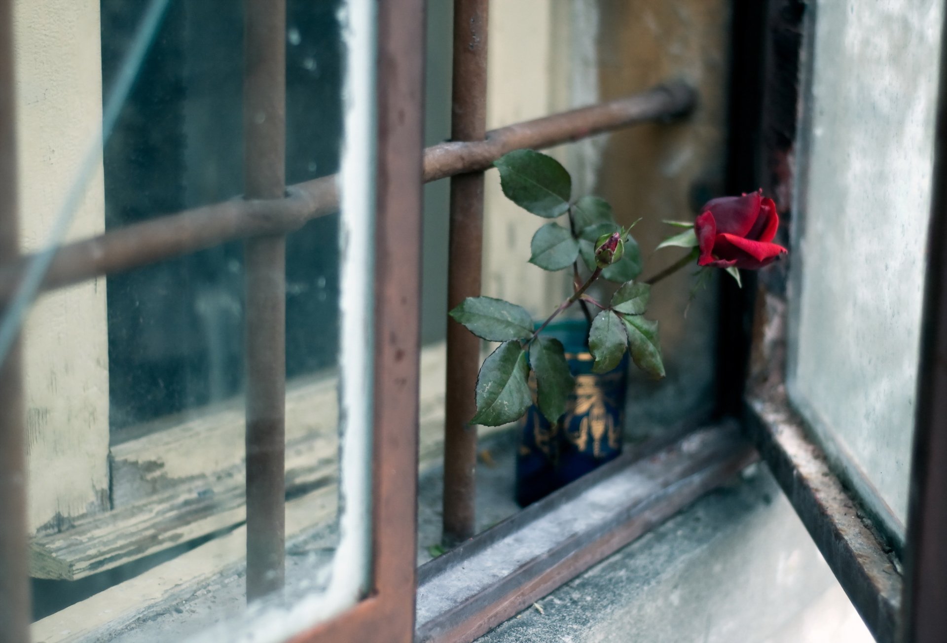 rose flower window