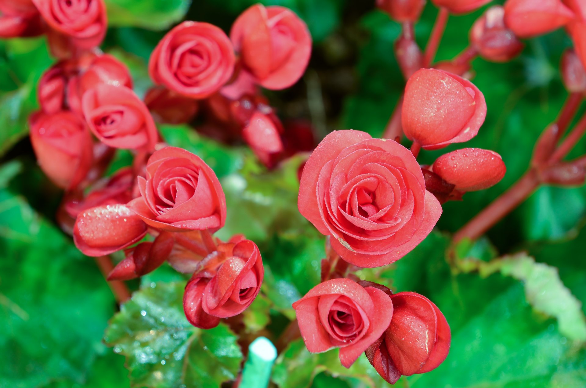 flores begonia brotes hojas naturaleza macro