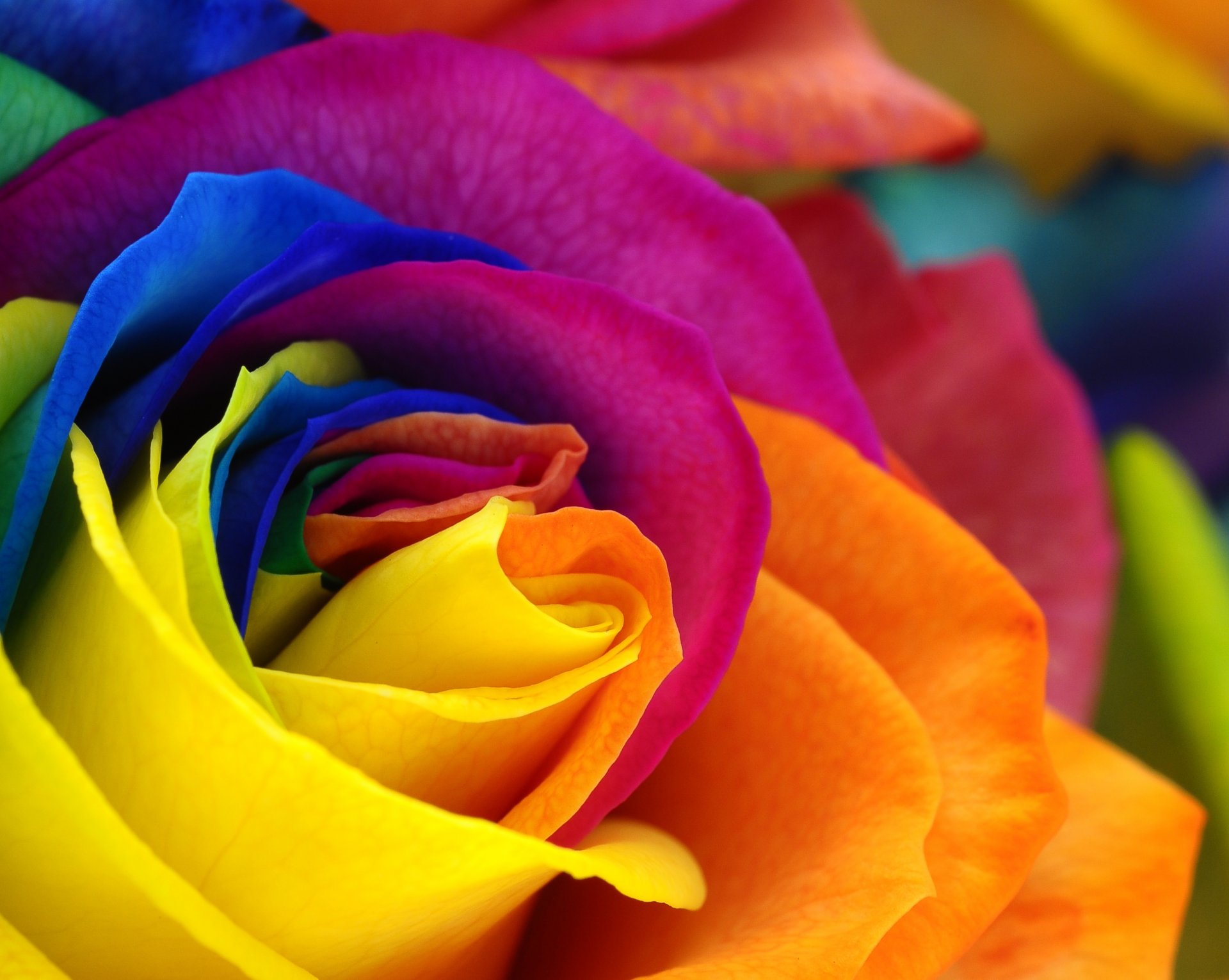 rose flower colorful petals roses beautiful petal