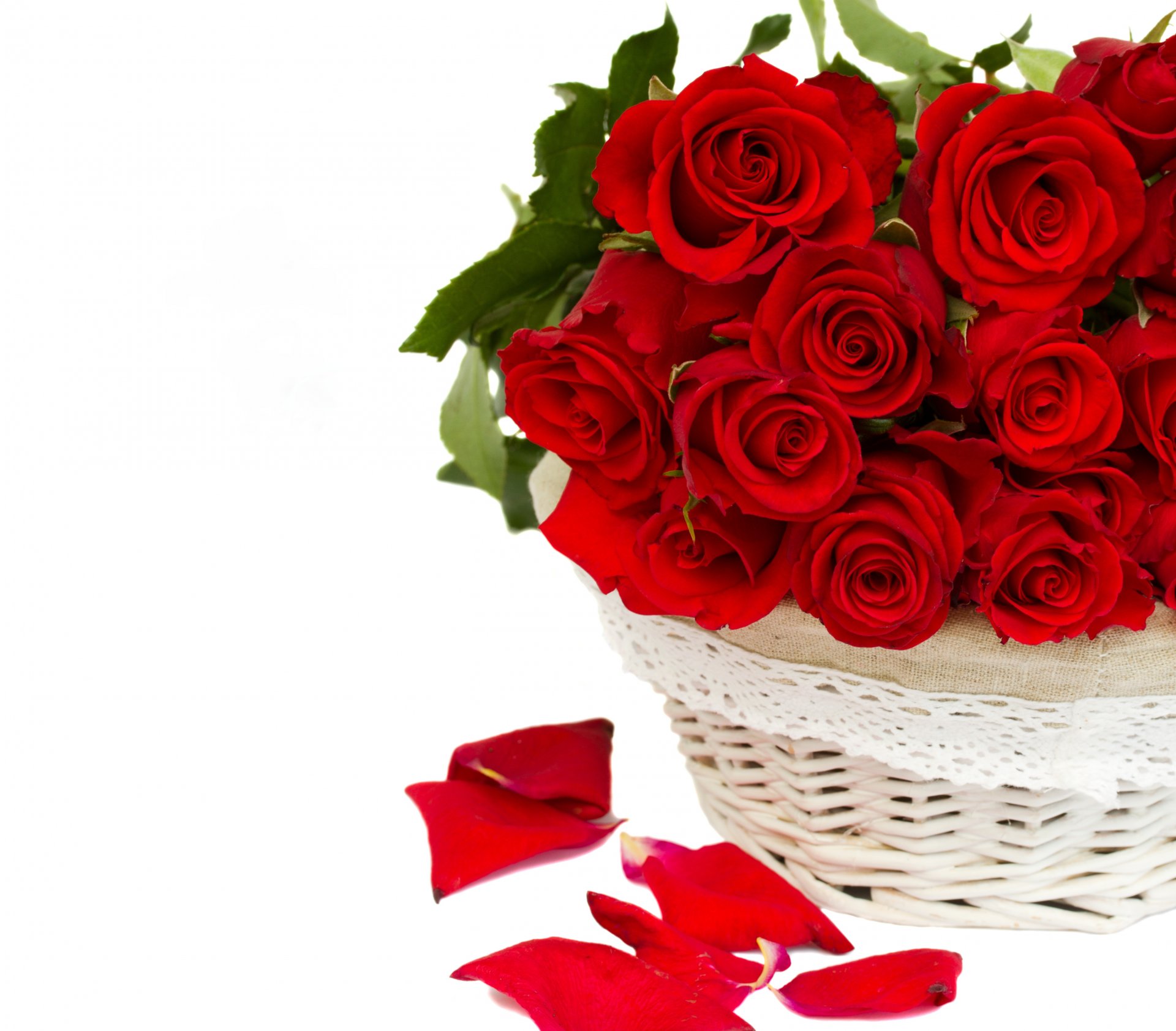 fiori rose rose rosse